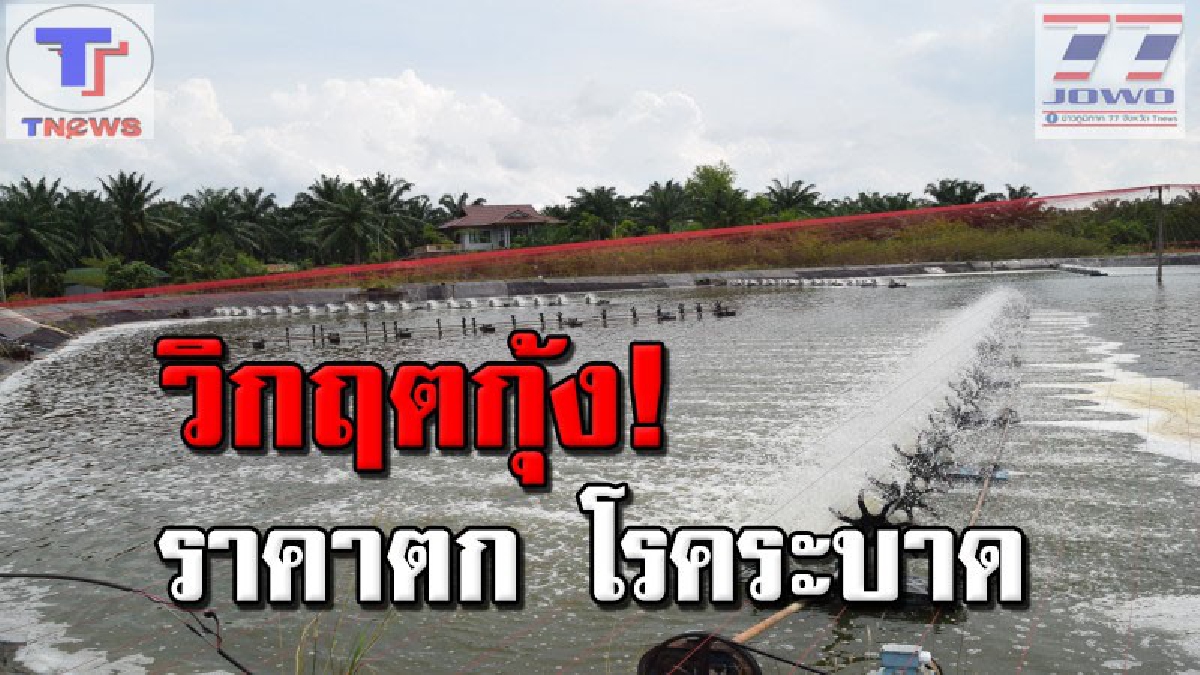 เกษตรกรผู้เลี้ยงกุ้งชาวกระบี่ เรียกร้องหน่วยงานช่วยเหลือ หลังราคาตกต่ำต่อเนื่อง แถมเกิดโรคระบาดซ้ำ (คลิป)