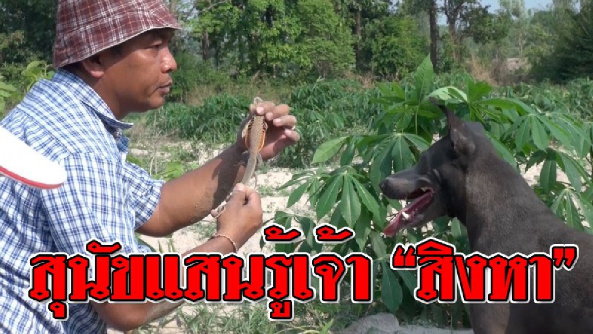 ผมช่วยเองเจ้านาย ! เปิดคลิปสุดน่ารัก สุนัขแสนรู้ "สิงหา" ออกล่าแย้ ด้วยวิธีดมกลิ่น ก่อนใช้ขาขุดรูบอกเจ้าของ งานนี้จับได้เพียบ..!?? (ชมคลิป)