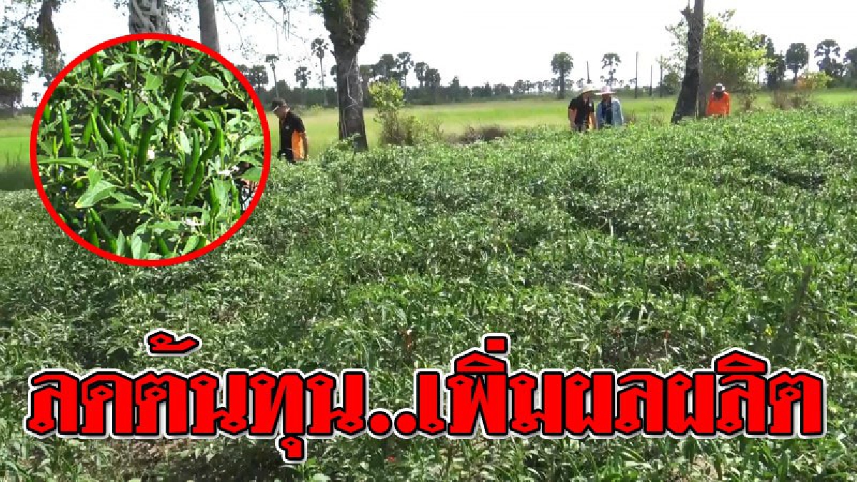 #หาทางเอาตัวรอด ! วิสาหกิจชุมชนระโนด นำสูตรปุ๋ยกล้วยหอมทอง มาใช้ในแปลงพริก ลดต้นทุน เพิ่มผลผลิตช่วงพริกราคาตกต่ำ..!?