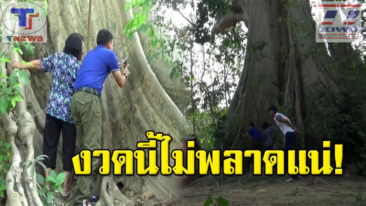 แห่ขอเลขเด็ด!! ต้นเรืองยักษ์ (ต้นผึ้ง) อายุ 500 ปีกลางเมืองพะเยา มาเต็มๆ 2 ตัว 3 ตัว (คลิป)