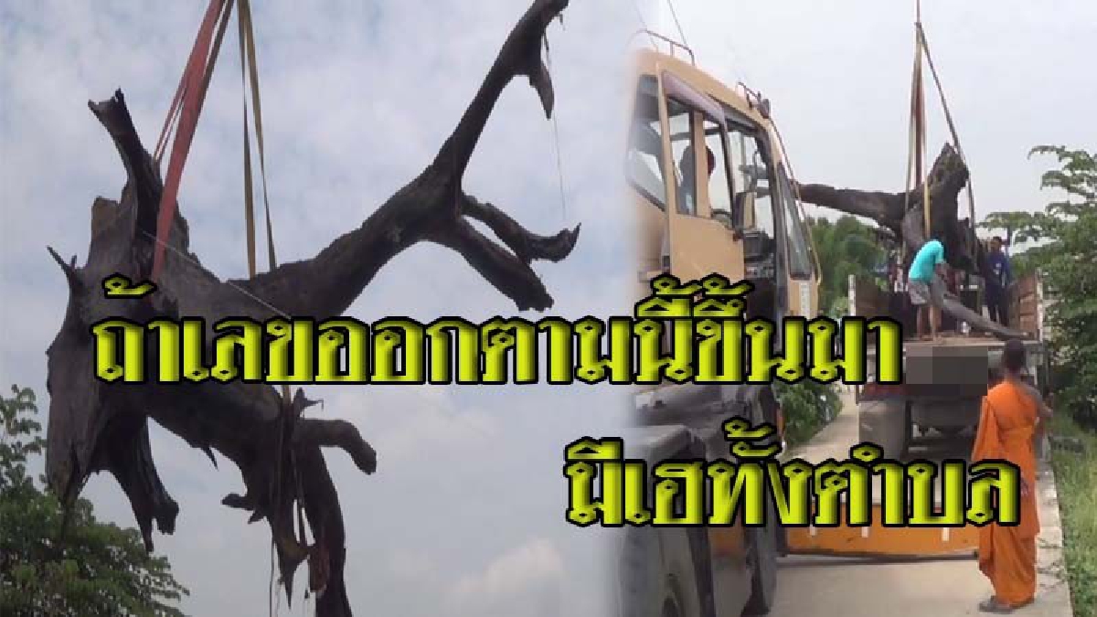 ชาวบ้านหาปลาแล้วตาข่ายติดต้นตะเคียน จึงทำพิธีอัญเชิญขึ้นจากน้ำไปไว้ที่วัด คอหวยรู้ข่าว..ไม่พลาด จดทะเบียนรถที่บรรทุกไม้กันมือระวิง