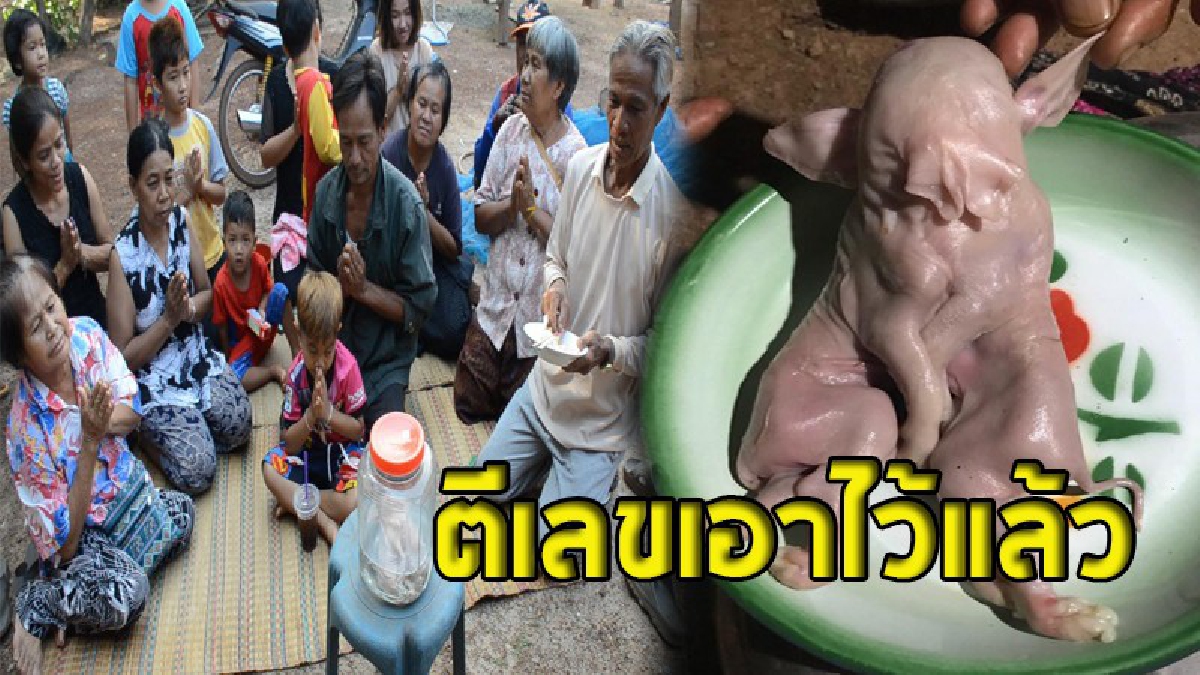 ชาวบ้านแห่ขอเลขเด็ดกับลูกหมูประหลาด เป็นแฝดติดกันมี หัว 1 - หู  3 - ขา 8 - หาง 2  ?!!  (ชมคลิป)