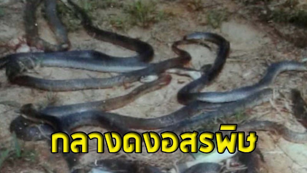 โคตรสยอง ! หนุ่มรถไถขับรถรื้อกองไม้ริมสวนยางปรับพื้นที่ เห็นงูเลื้อยหนีกันยั้วเยี้ย ลงมาดูแทบช็อก..งูเห่าเกือบ 20 ตัว โดนใบมีดรถฟันตายหมด