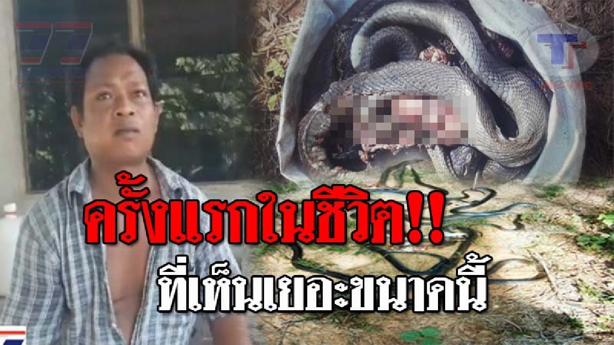 โคตรแม่เบี้ย..!! หนุ่มใหญ่ผวา เจอกองทัพงูเห่า กว่า 30 ตัว โผล่กลางสวนยาง หลังนำรถไถรื้อกองไม้ ลั่น...ทั้งชีวิตไม่เคยพบเคยเจอ!? (ชมคลิป)