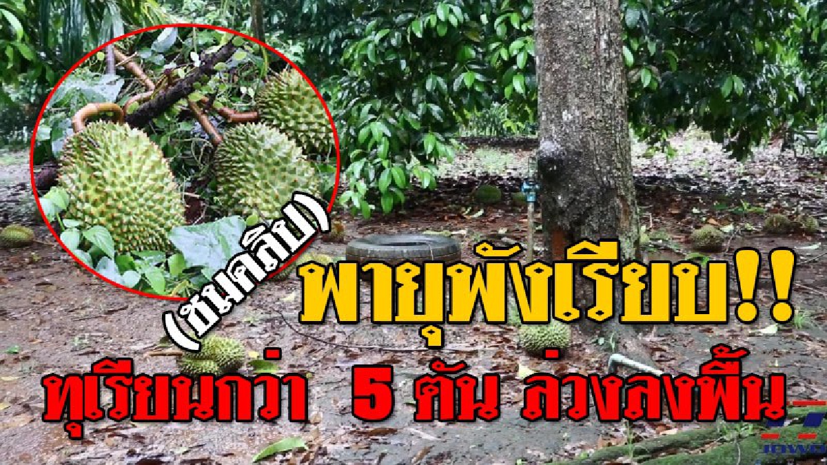 ช้ำเหมือนโดนขยี้ใจ ! พายุซัดถล่ม "สวนทุเรียน" ล้ม โค่น กว่า 20 ต้น ลูกทุเรียนหล่นกราวกว่า 5 ตัน! เจ้าของไร่สะอื้น..เหมือนทำเงินปลิวหาย!?