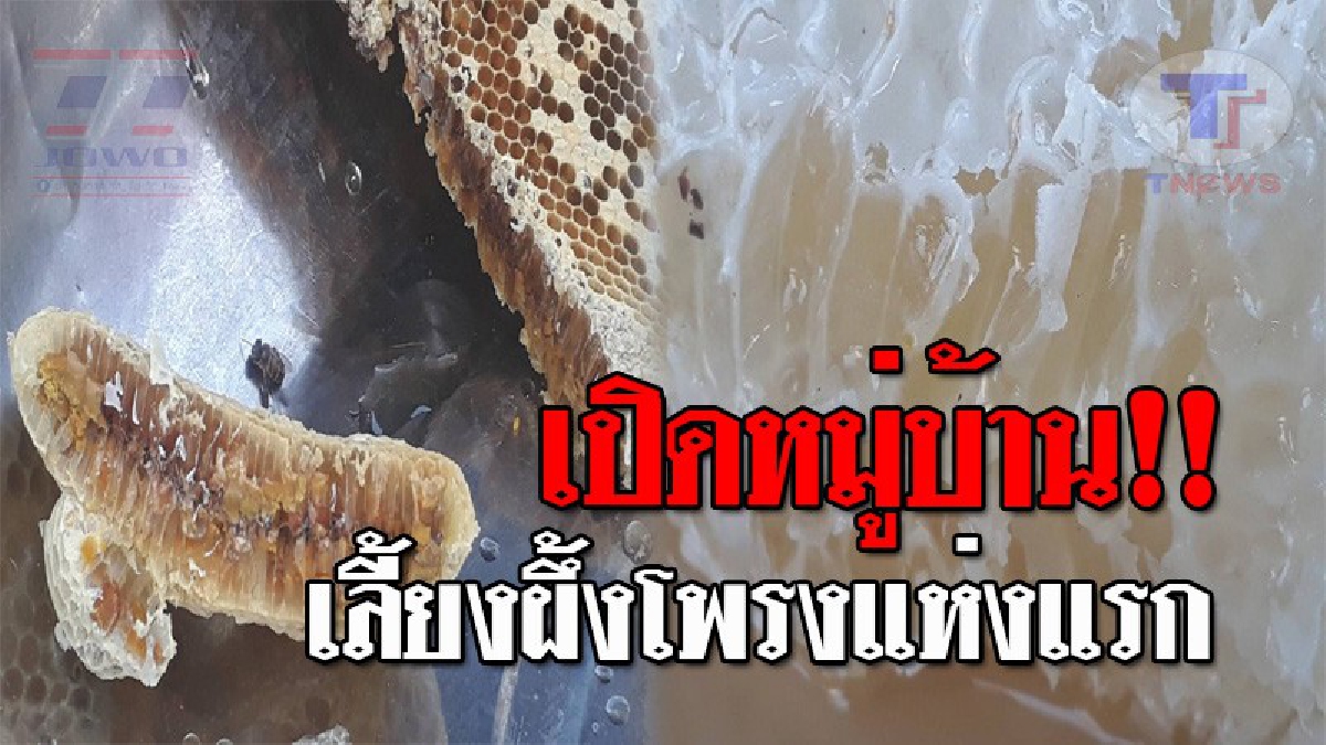 หวานทั้งหมู่บ้าน..!! บ้านทุ่งพญา เปิดอาชีพเลี้ยง "ผึ้งโพรง" กว่า 300 รัง สร้างรายได้เข้าหมู่บ้าน พร้อมสร้างเป็นแหล่งท่องเที่ยวใหม่!? (คลิป)