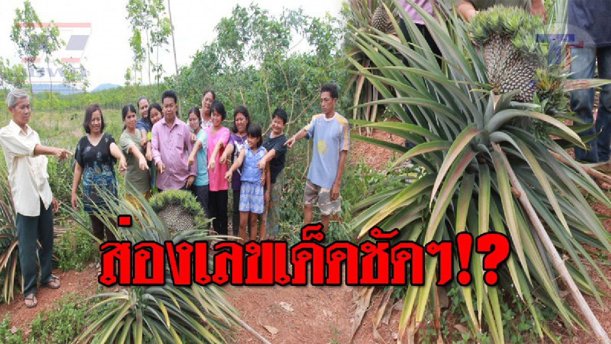 ฮือฮาทั้งหมู่บ้าน..!! ชาวบ้านแห่ขอเลขเด็ด "สับปะรดประหลาด" รูปร่างคล้ายพญานาค และรูปหัวใจ เผยก่อนหน้านี้ เจ้าของที่ได้โชคมาแล้ว!? (ชมคลิป)