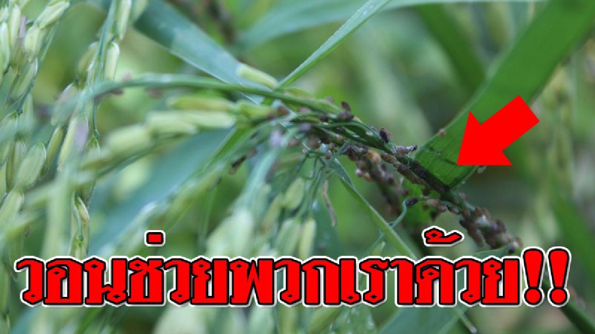 สัญญาณเตือน..ความเดือดร้อน ! เพลี้ยกระโดดสีน้ำตาลระบาดหนัก ชาวนาน้ำตาร่วงเป็นแถบ วอนกำจัดด่วน!?? (ชมคลิป)