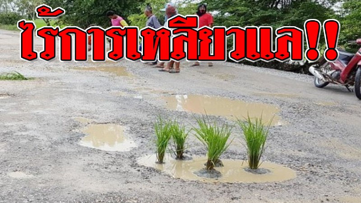 ชาวบ้านสุดทน! ปลูกข้าว-นอนกลางถนน ประชดหน่วยงานไม่ยอมมาซ่อม ปล่อยให้ใช้ถนนเป็นหลุมอุกกาบาตนานหลายสิบปี (ชมคลิป)