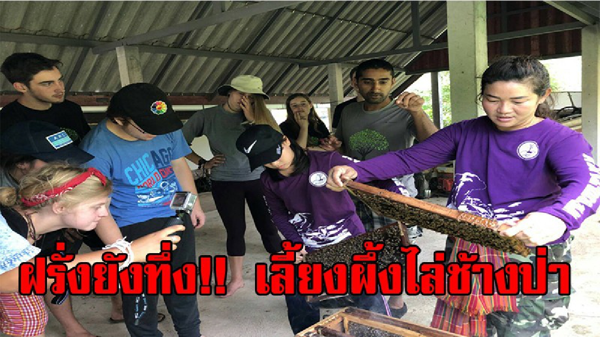 โอ้มายก๊อด!! ฝรั่งตาน้ำข้าวยังทึ่ง ศึกษาดูงานคนไทยเลี้ยงผึ้งแก้ปัญหาช้างป่าบุกรุก บ้านช่องสะเดา