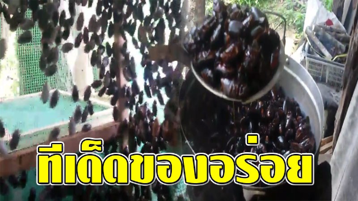 ของสุดยี้...แต่โคตรอร่อย ! ชาวบ้านแห่เก็บ "แมงพลัด" ไปแปรรูปส่งขาย บอกเลยทีเด็ดสุดๆ..1 ปีมีให้กินแค่ครั้งเดียว!!