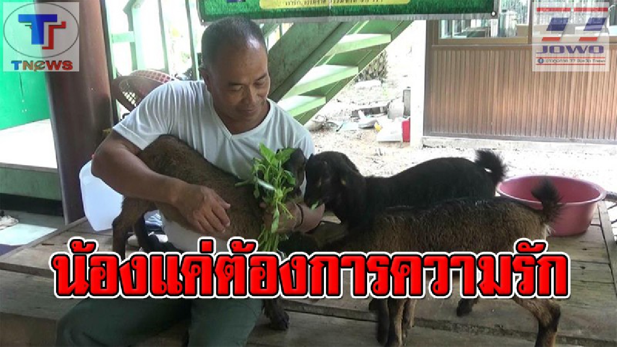 น่ารักสุดๆ !! 3 แพะน้อยนิสัยสุดแปลก ณ เมืองตรัง ทุกคืนต้องให้เจ้าของมากอดก่อนเดินกลับเข้าคอกนอน มิเช่นนั้นจะบุกไปเคาะประตูห้องทั้งคืน (คลิป)