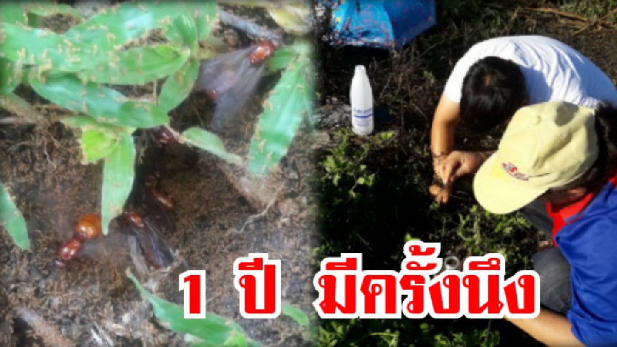 สุดยอดของอร่อย 1 ปี มีครั้ง !! ชาวลำปางพากันเดินออกหา " แมงมัน " ซึ่ง 1 ปี จะมีออกมาแค่ครั้งเดียว (ชมคลิป)