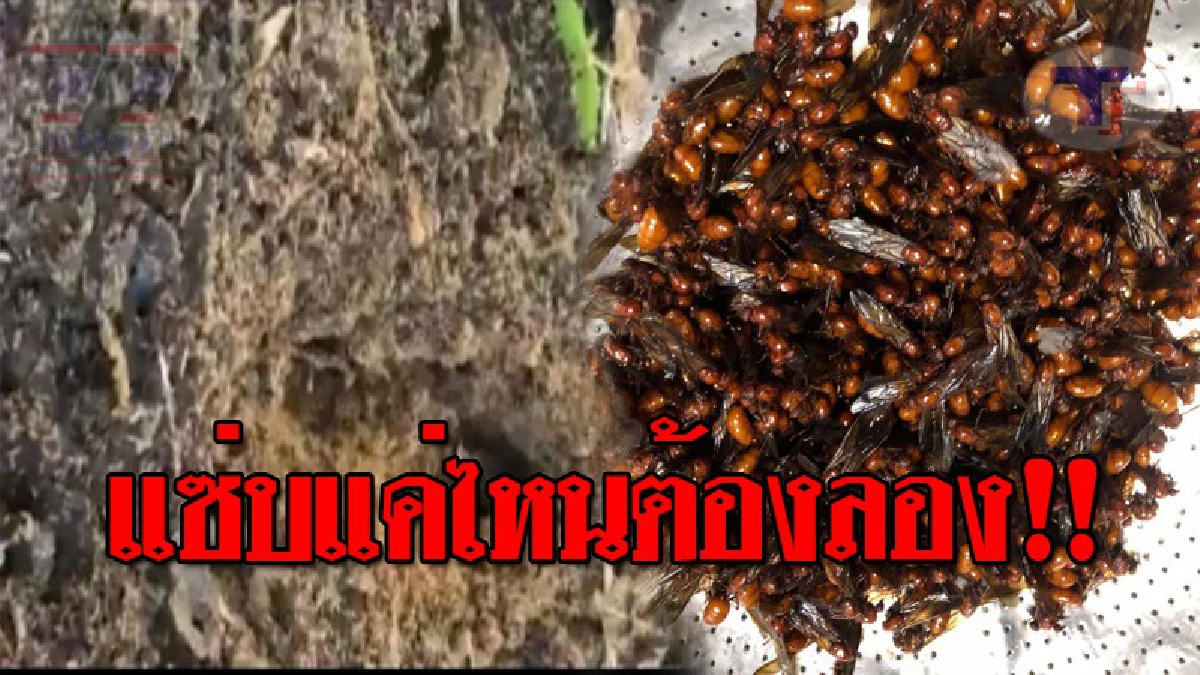 แซ่บทะลุโซเชียล..!! ชาวเน็ตแห่แชร์ "แมงมันเมนูสุดฮิต" หากินได้ปีละครั้ง หลังจากเกิดฝนตก ขายได้ราคาสูงถึงหลักพัน!? (ชมคลิป)