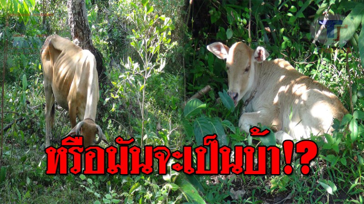 โถน่าสงสาร..จะบ้ามั้ยเนี้ย !! หมาจรจัดกัดวัวแม่ลูกอ่อน ผ่านไป 3 วัน เริ่มมีอาการแปลกๆ คอตก น้ำลายยื้ด ไล่ขวิดเจ้าของและลูก!? (ชมคลิป)