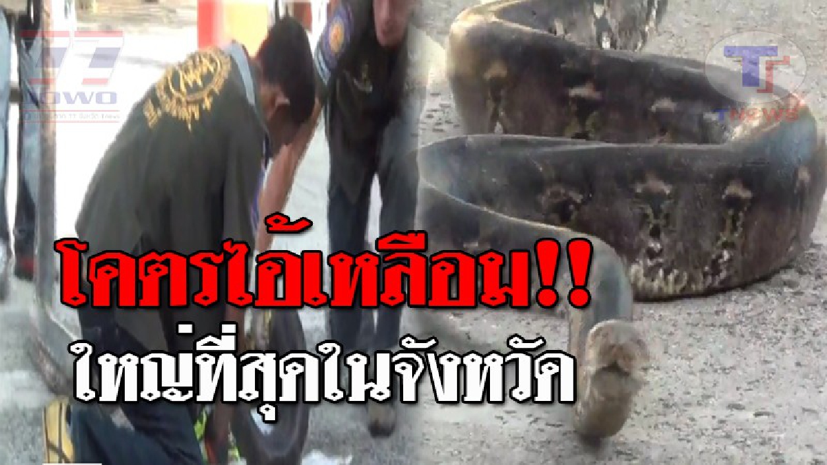 อนาคอนด้าไทย..!! กู้ภัยรุดจับ "โคตรไอ้เหลือม" ยาว 6 เมตร หนัก 50 กก. หลังย่องเงียบบุกกินเป็ดชาวบ้าน สุดทึ่ง ใหญ่ที่สุดในจังหวัด!? (ชมคลิป)