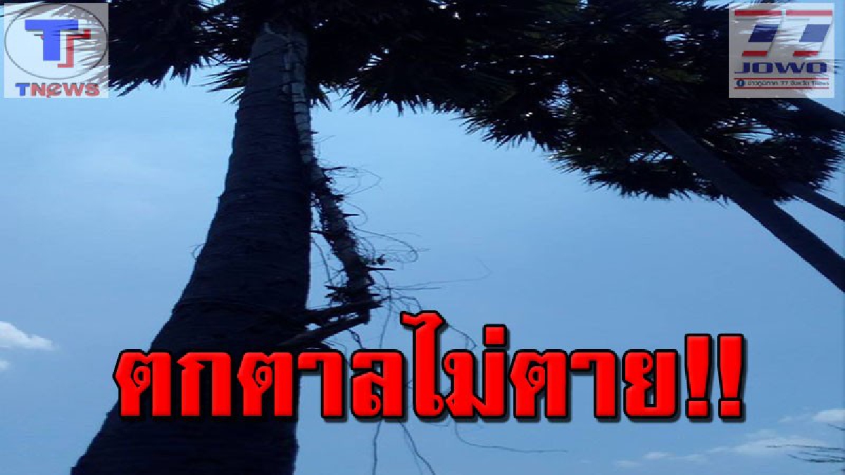 รอดปาฏิหาริย์ !! คุณตา 64 ปี ปีนเก็บตาลขาย เกิดพลาดท่า ตกต้นตาลสูง 10 เมตร ร่างกระแทกพื้น! จุกถึงลิ้นปรี่ (คลิป)