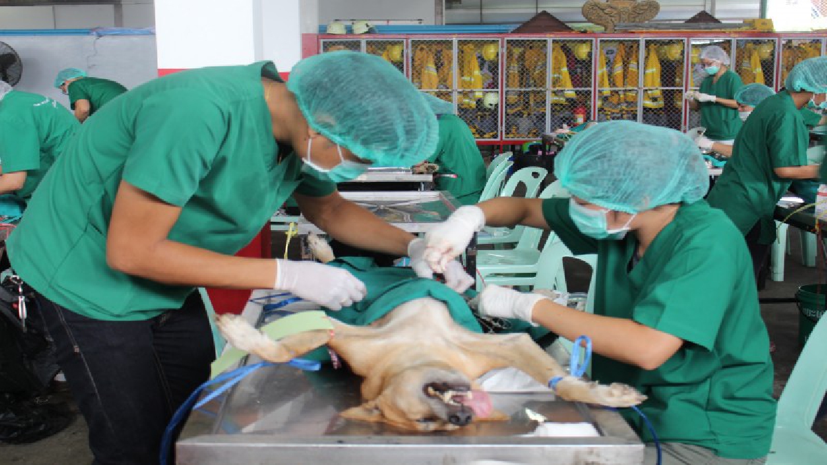 เร่งป้องกัน!!ปศุสัตว์ระดมเจ้าหน้าที่สัตวแพทย์ผ่าตัดทำหมันสุนัแมวและฉีดยาป้องกันโรคพิษสุนัขบ้า(ชมคลิป)