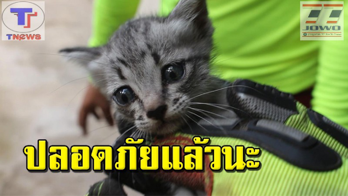 อดทนเก่งมากเจ้าเหมียว !!! เจ้าแมวน้อยลายเสือ ติดอยู่ในเสาปูนร้านอาหารนาน 1 สัปดาห์ เจ้าร้านยอมให้ทุบอิฐแดง ถึงนำตัวมันออกมาได้ (คลิป)