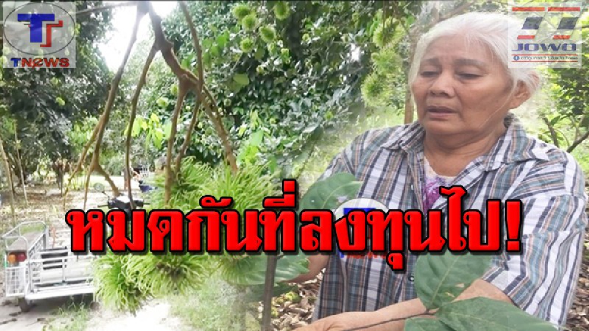 เกษตรกรสวนเงาะฝันสลาย เจออากาศแปรปรวนเล่นงาน ทำเงาะหล่นเสียหายหนัก ลั่น! อีกไม่ถึงเดือนก็จะเก็บขายได้เงินแล้วแท้ๆ (คลิป)