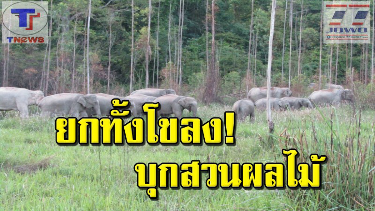 ระทึกทั้งหมู่บ้าน !!! ช้างป่าโขลงใหญ่กว่า 60 ตัว ออกจากป่า บุกสวนหากินผลไม้ชาวบ้านเสียหายหนัก (คลิป)