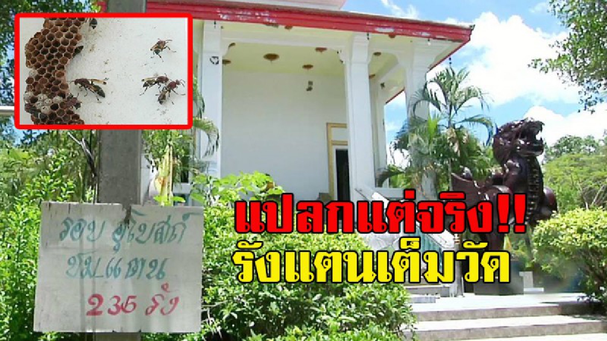 ใครบ้างอยากลองดี !! แปลกแต่จริง วัดเลี้ยงแตน 365 รัง  หลวงพ่อการันตี มันฟังรู้เรื่องจริงๆนะโยม