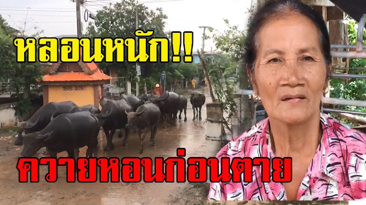 ต้องรอให้ตายก่อนใช่มั๊ย!! ป้ากลัวตายโอด ไปขอฉีดยาหมอก็ไม่ฉีดให้ หลังไปสัมผัสซากหมู ที่ถูกหมาบ้ากัดจนตาย หลอนหนัก!!ในหมู่บ้านมีควายหอนก่อนตาย
