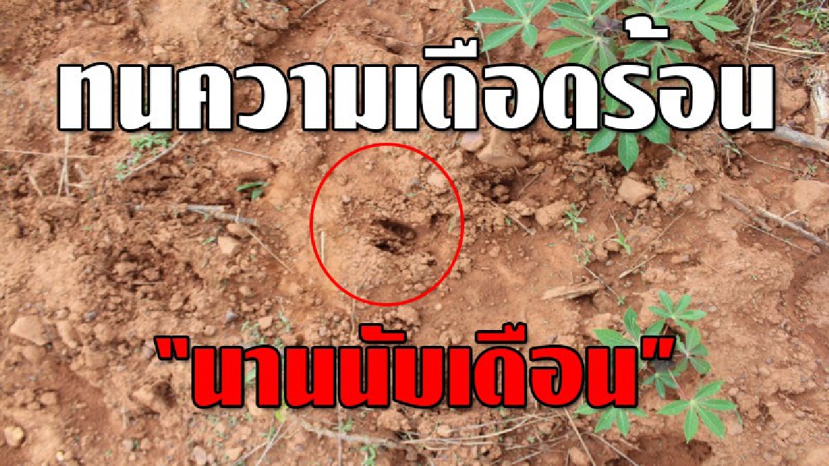 มันไม่กลัวอะไรเลย..!?? หมูป่าทับลาน อาละวาดหนัก ยกพลนับร้อย บุกไร่มันชาวบ้านนานนับเดือน แถมไม่มีท่าทีจะหนีไปที่อื่น!!