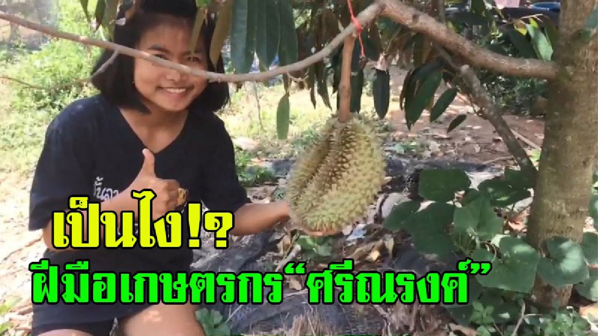 สั่นสะเทือน!!วงการทุเรียนไทย เกษตรกรชาว อ.ศรีณรงค์ จ.สุรินทร์ ปลูกได้ผลแล้ว