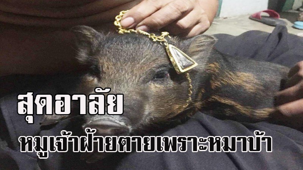 สงสารจับใจ &ldquo;เจ้าฝ้าย..หมูแสนรู้&rdquo; ถูกหมาบ้ากัดคอ ติดเชื้อพิษสุนัข บ้านอนทุรนทุรายก่อนตาย โคราชยังผวา &ldquo;หมาบ้า&rdquo; ยังไม่ตาย