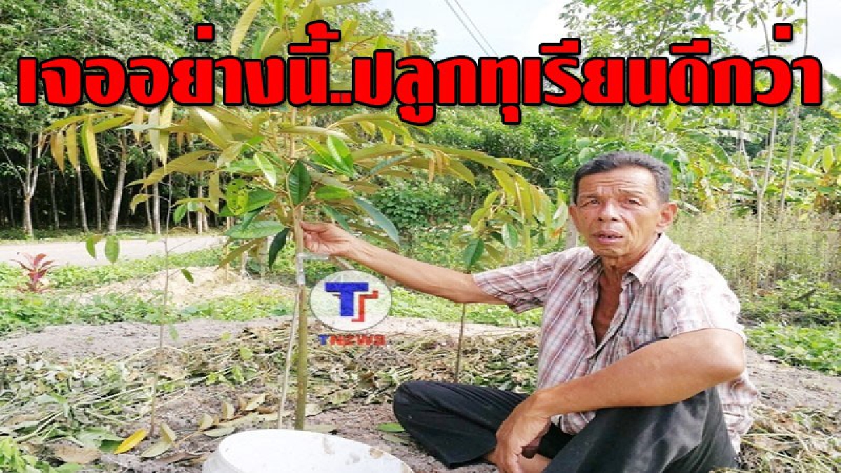 #ราคาพุ่งแรง ! ชาวสวนในระยอง ทยอยโค่นต้นยางทิ้ง ปลูกทุเรียนทดแทน หลังราคายางตกต่ำ ขณะที่ทุเรียนราคาสูงขึ้น..!??