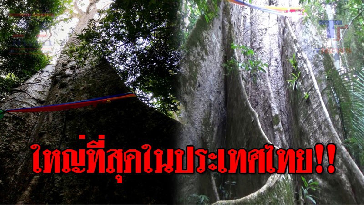 ฮือฮาทั่วทั้งบาง..!! พากันแห่ดู "ต้นมันช้างยักษ์" อายุกว่า 100 ปี ขนาด 40 คนโอบ สุดทะลึ่ง หลังพบรากคล้าย "อวัยวะเพศหญิง-ชาย" !? (ชมคลิป)