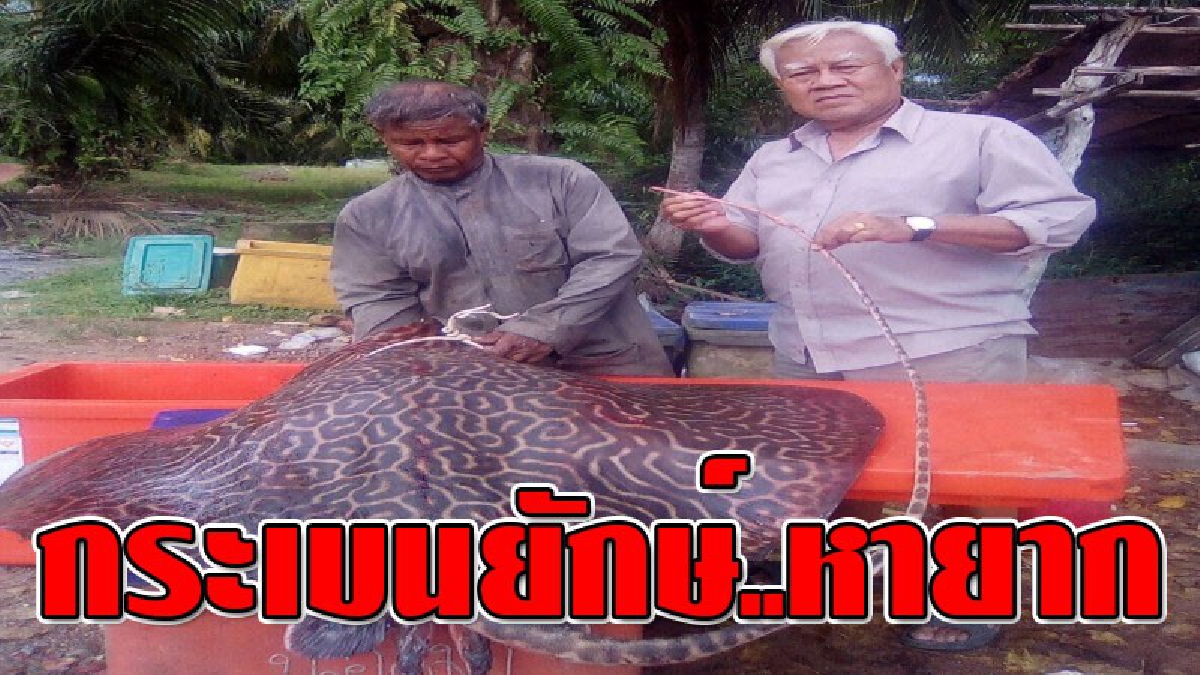 ถึงกับร้องว้าว ! ชาวประมง ตกปลากระเบนยักษ์ ซึ่งถือเป็นกระเบนหายาก และพบได้น้อย..!?? (ชมคลิป)