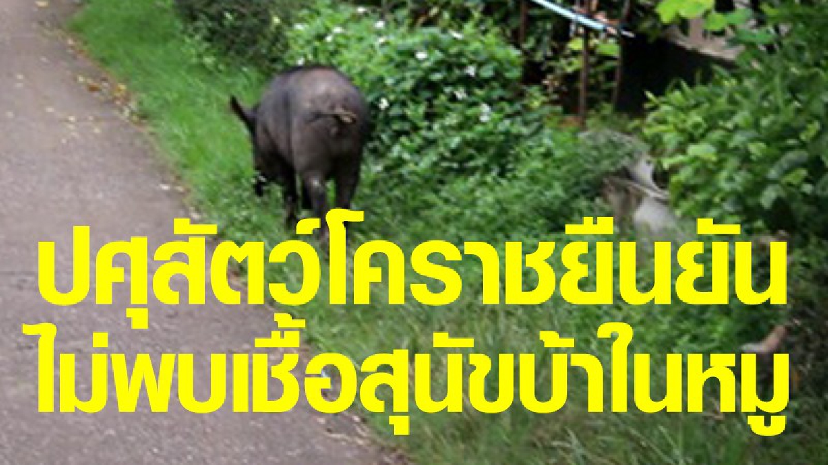 ผลพิสูจน์ออกแล้ว !!! กรณีหมูเลี้ยงถูกสุนัขไล่กัด ก่อนป่วยตายใน 2 สัปดาห์ ปศุสัตว์ยัน! ไม่พบเชื้อสุนัขบ้าแต่อย่างใด (คลิป)