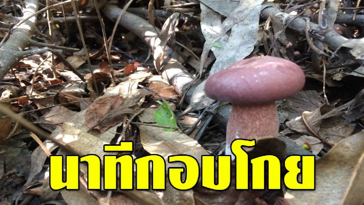 นาทีทอง!! ชาวเมืองช้างแห่เก็บเห็ดป่าขาย เพิ่มรายได้เลี้ยงครอบครัวช่วงฤดูฝน