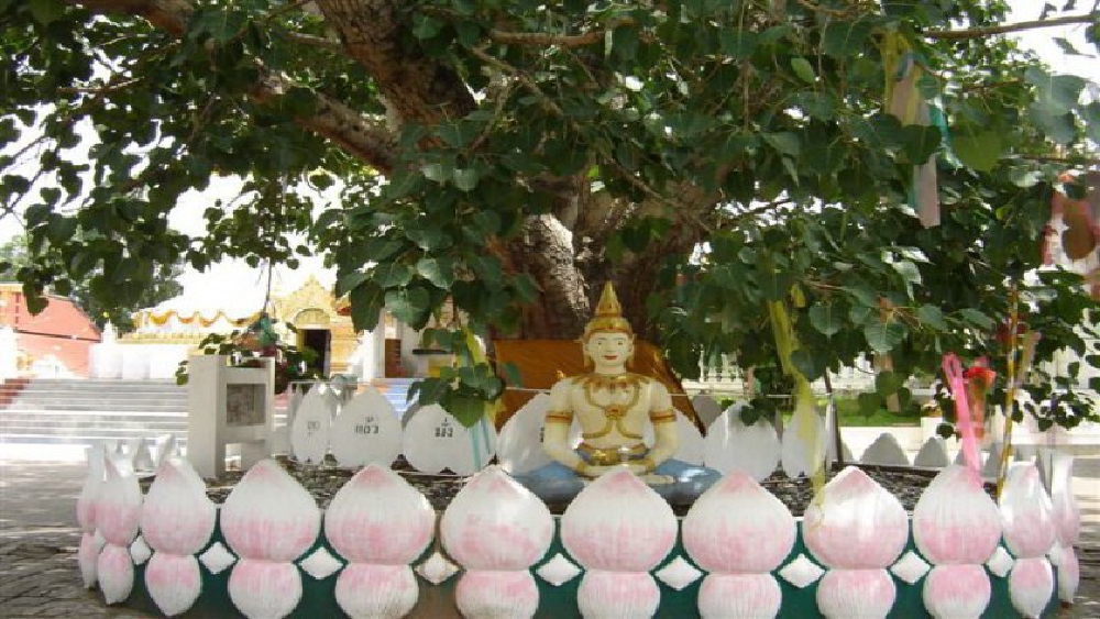 ประเพณีหนึ่งเดียวในไทยแห่นมสดรดต้นศรีมหาโพธิ์ วัดพระธาตุดอยสะเก็ดสืบสานประเพณี