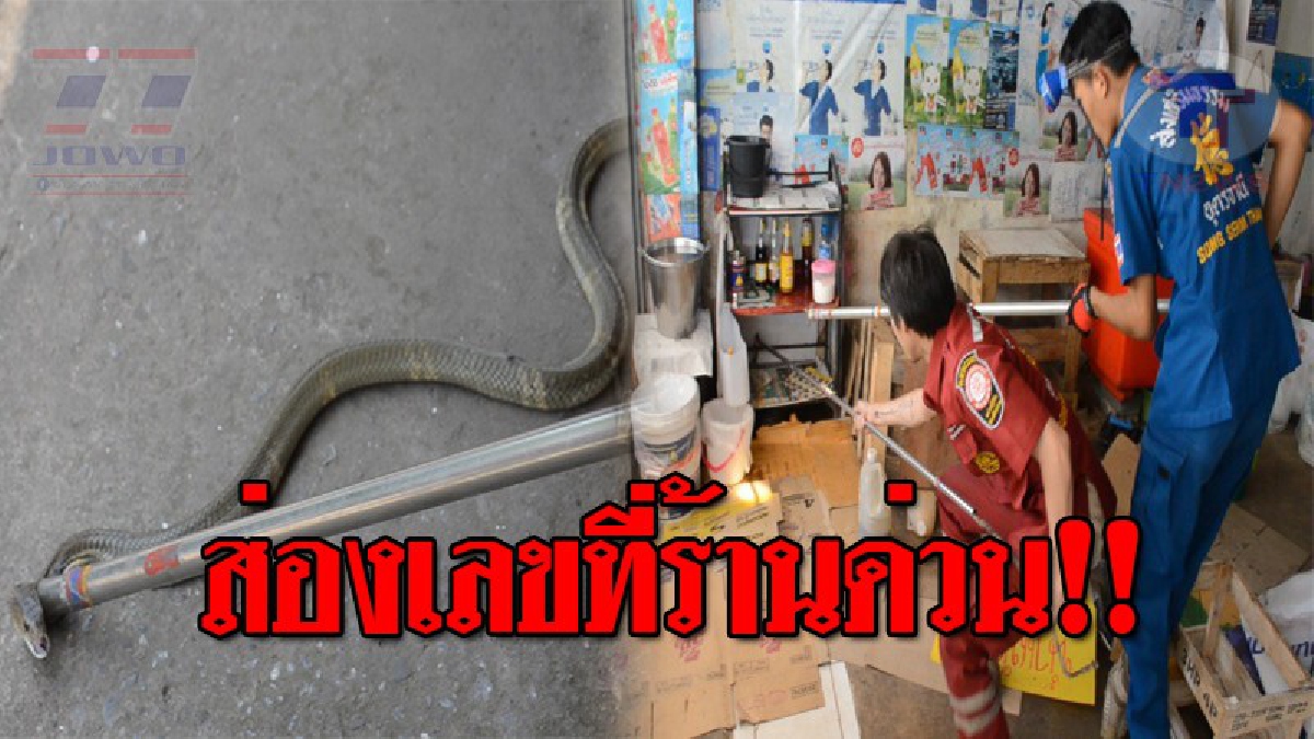 อสรพิษบุก..!! แม่ค้าสุดช็อค นั่งเล่นอยู่ดีๆ เห็นตัวอะไรลายๆผ่านตา เข้าไปดูใกล้ถึงกับวิ่งป่าราบ "งูเห่า" เลื้อยเข้าร้าน เชื่อมันจะมาโชค!?