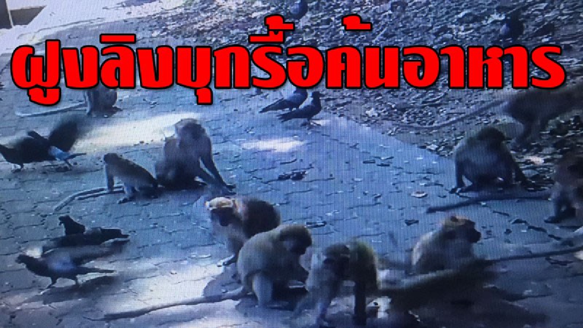 เดือดร้อนหนัก ! ฝูงลิงบนเขาน้อยและเขาตังกวนยกฝูงออกออกหากิน ตามบ้านเรือนของชาวบ้านรื้อค้นหาอาหาร