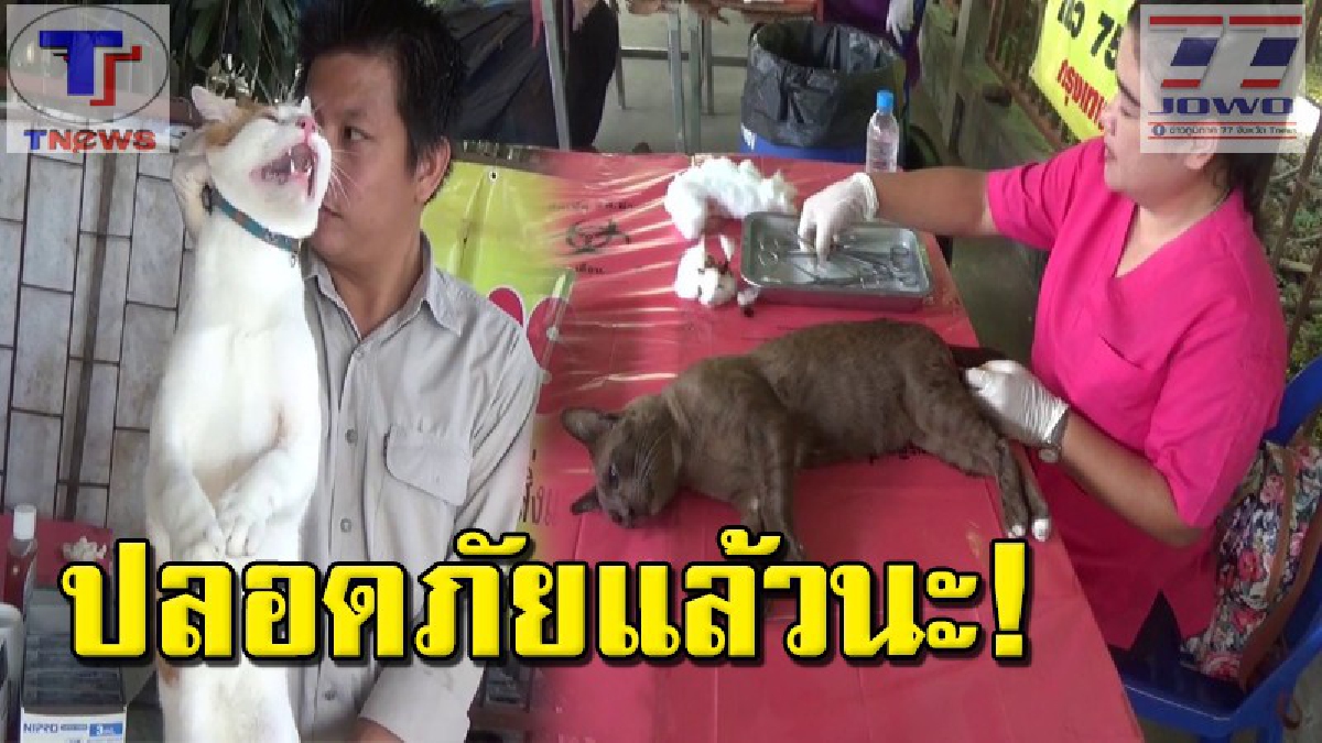 อ่างทองคุมเข้ม !! ฉีดวัคซีนป้องกันและควบคุมโรคพิษสุนัขบ้า ตามโครงการสัตว์ปลอดโรค คนปลอดภัย จากพิษสุนัขบ้า (คลิป)