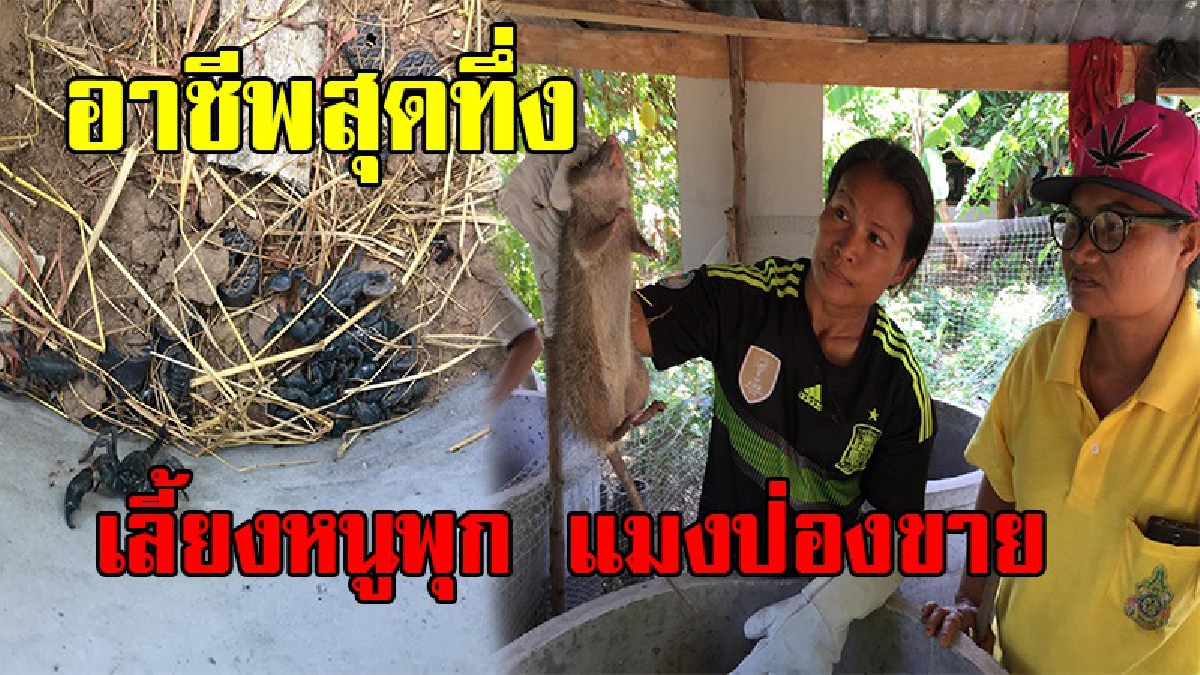 ปิ๊งไอเดีย!! ชาวบ้านเมืองช้าง เลี้ยงหนูพุก เพาะแมงป่องขาย ใช้เวลาเพียง 3 เดือน ฟันรายได้งามๆกว่าครึ่งแสนบาท