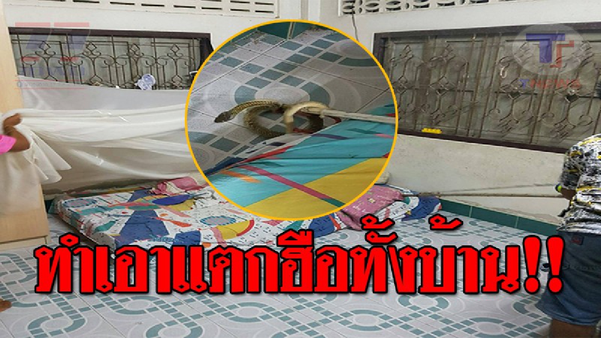 ชาวบ้านผวา..!! ลูกงูเห่าสายพันธุ์ใหม่ โผล่ซุกใต้ที่นอน โร่แจ้งกู้ภัยจับปล่อยป่า คาดแม่งูฝักไข่บริเวณใกล้บ้าน วอนเจ้าหน้าที่ตรวจสอบ!? (คลิป)