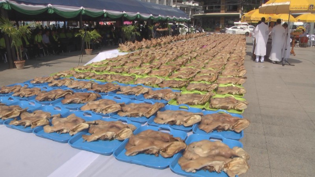 ไหว้หัวหมูกว่า 400 หัว เสริมสิริมงคลให้กับเกษตรกรผู้เลี้ยงภาคอีสาน แสดงพลังกดดันไม่ให้ไทยรับซื้อเนื้อหมูจาก USA