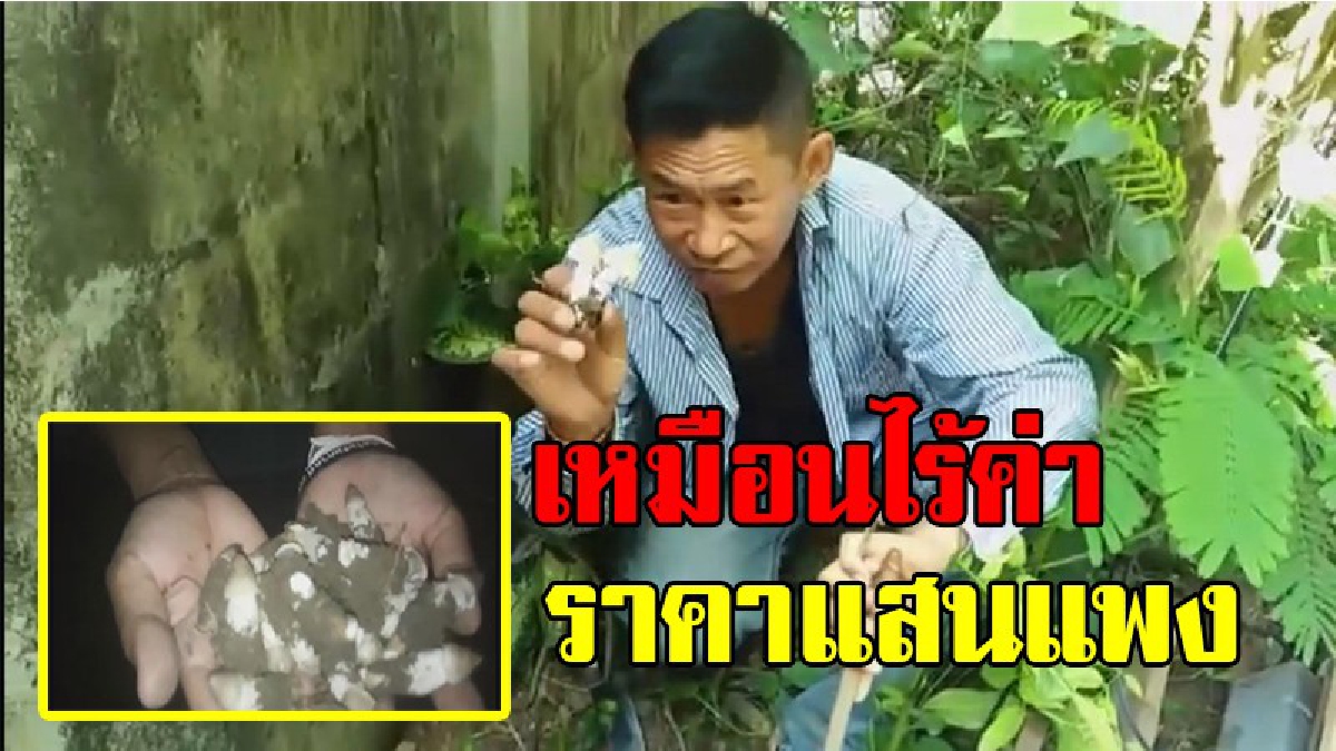 โอกาสกอบโกย!!ชาวบ้านแห่เก็บเห็ดโคน สุดอึ้ง!!ราคาสูงถึงโลละ 500 บาท