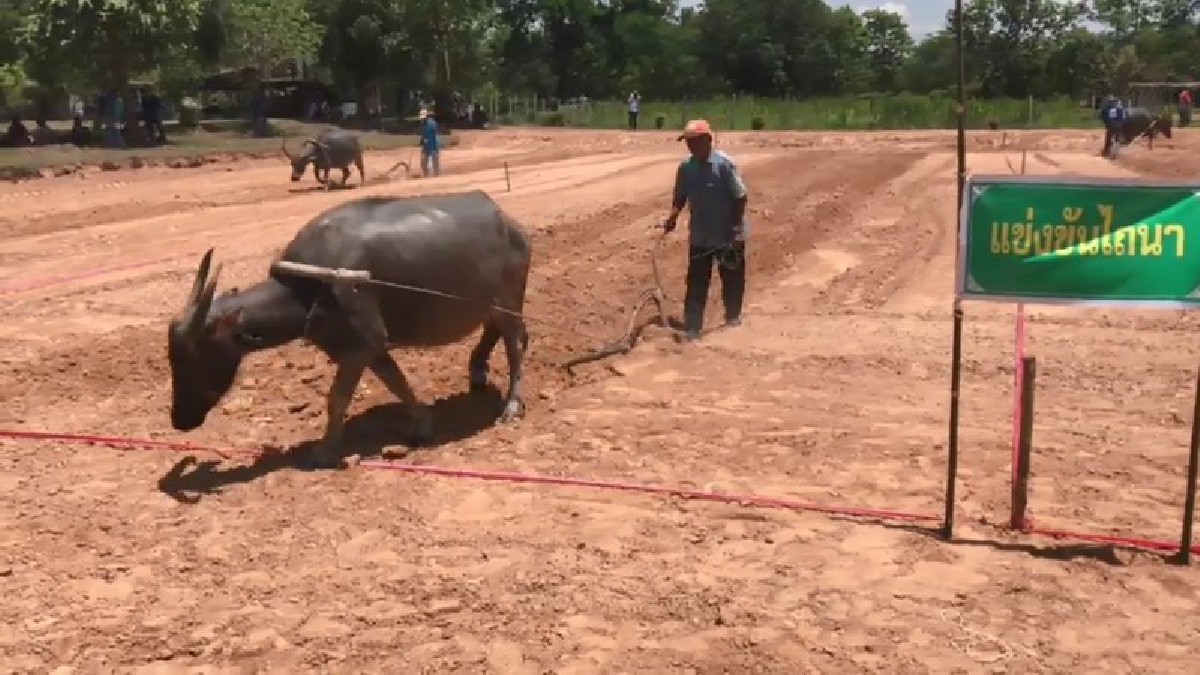 สุรินทร์จัดใหญ่ “วันอนุรักษ์ควายไทย” เพื่อนคู่ทุกข์คู่ยากชาวนา ช่วยต่อลมหายใจควายไทย หวั่นสูญพันธุ์ (ชมคลิป)