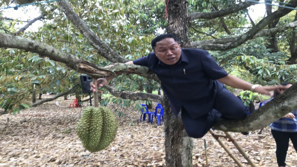 ศรีสะเกษ! นายอำเภอกันทรลักษ์..ปีนต้นทุเรียนภูเขาไฟ แถลงข่าวการจัดงานเทศกาลผลไม้ เผยทุเรียนภูเขาไฟกว่า 2,000 ตัน เตรียมทะลักสู่ท้องตลาด