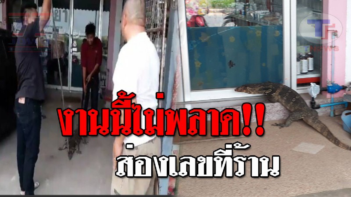 ขอซื้อยาหน่อยนะ..!! ตัวเงินตัวทองยักษ์ บุกถึงที่ พยายามตะกาย เปิดประตูร้านขายยา เภสัชฯตกใจรีบล็อดประตู ลั่น "ไม่ขาย ไม่ต้อนรับ" !? (ชมคลิป)