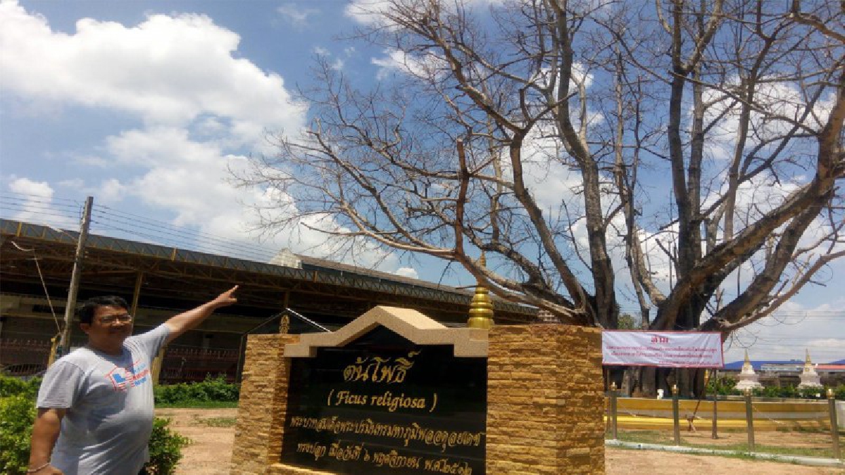 "ต้นโพธิ์"ในหลวง ร.9 ทรงปลูก"ที่วัดหลวงอรัญ รอดตายแล้วหลังเกิดปัญหารากเน่า ใบร่วงทั้งต้น
