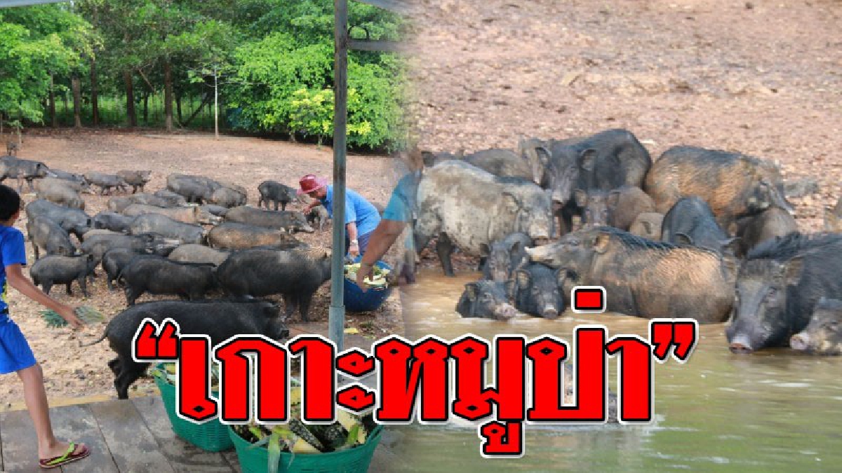 เห็นแล้วร้อง..ว้าว ! เห็นชัดๆ..หมูป่า 100 ตัว เป็นๆ เดินไป-มา ที่เที่ยวแห่งใหม่ "เกาะหมูป่า" บอกเลย..สักครั้งต้องลองมา!? (ชมคลิป)