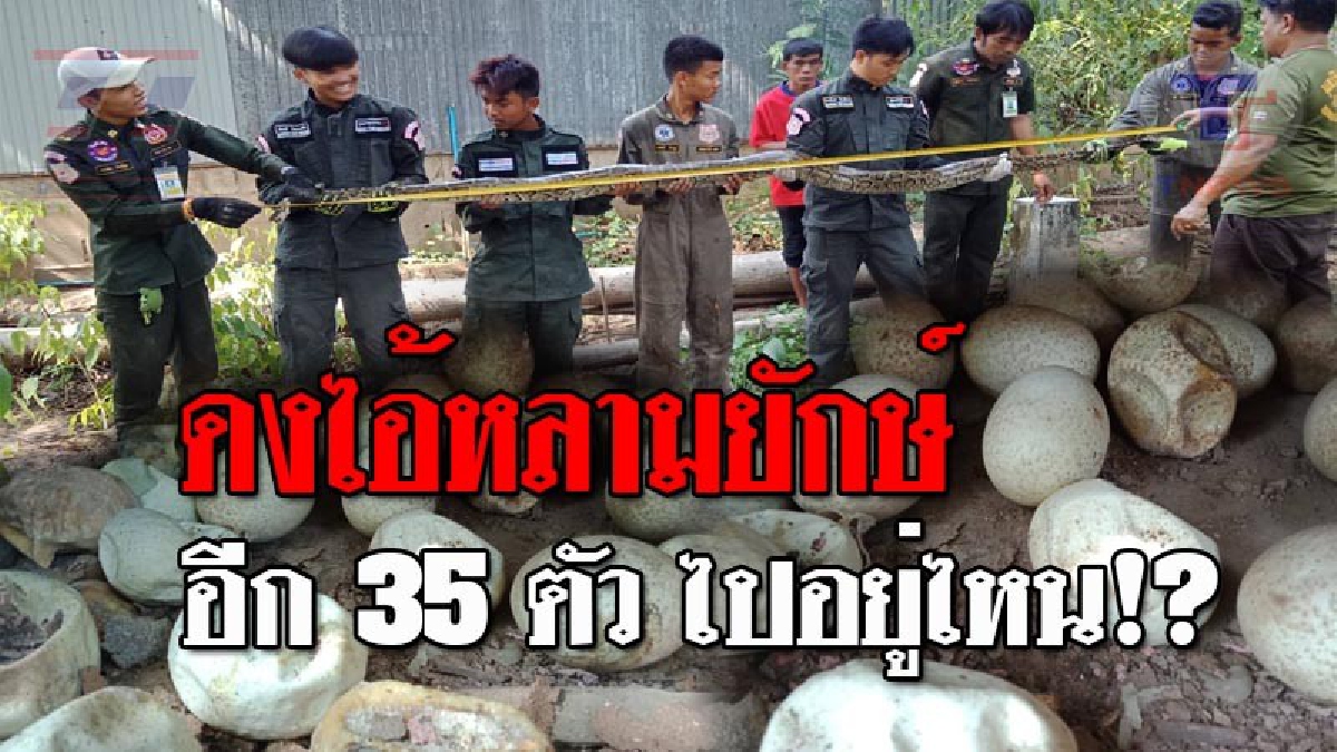 มาทั้งโคตรไอ้หลาม..!! ลุงวัย65 สุดช็อค เจอ "หลามยักษ์" ยาวกว่า 3 เมตร ซุกโกดังร้างฟักไข่ 60 ฟอง อึ้งหนัก ออกเป็นตัวไปแล้วถึง 35 ตัว!? (คลิป)