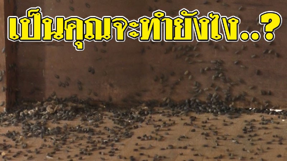 โคตรแมลงบุก ! ชาวบ้านผวา เยอะขนาดนี้ใครจะอยู่ได้..? "แมลงปีกแข็ง" นับล้านตัว บุกยึดบ้าน เผย..มันอยู่ทุกซอกทุกมุม!?? (ชมคลิป)